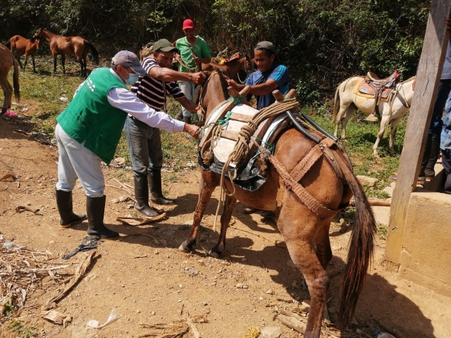 ICA desmiente casos de encefalitis equina venezolana en La Guajira