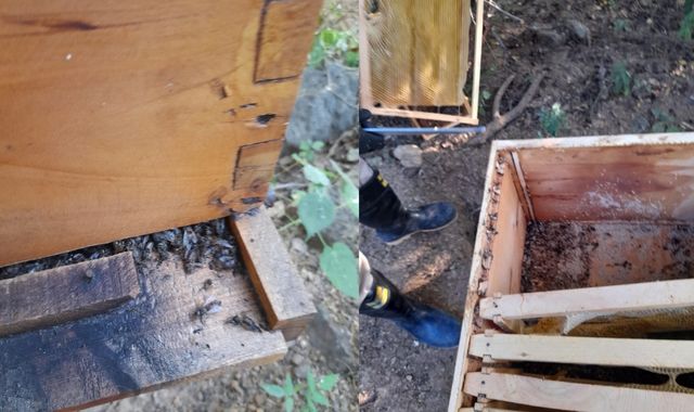 En Albania, más de 60 mil abejas de proyecto melífero fueron envenenadas  para robarse la miel