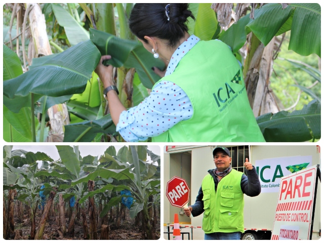 ICA invita a productores de plátano ubicados en La Guajira y demás sectores fronterizos con Venezuela reforzar medidas de prevención por presencia del Fusarium R4T en ese país