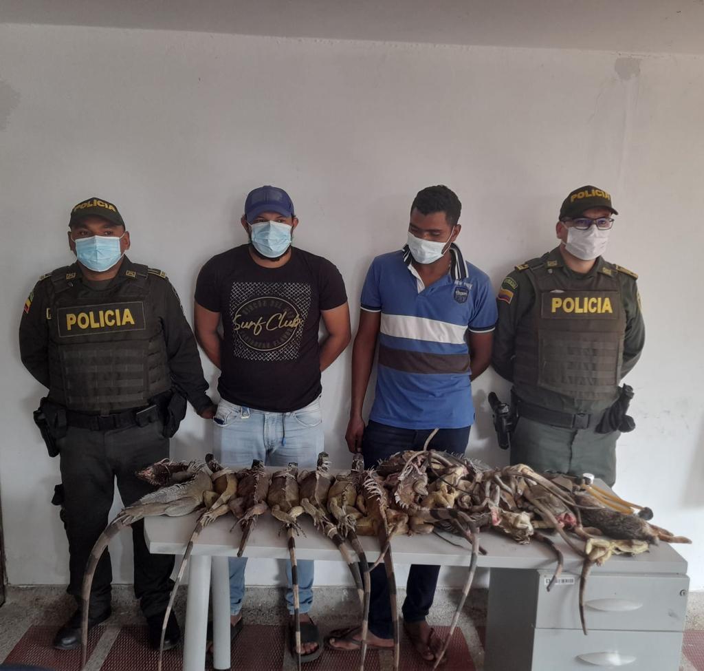 Los sorprenden en Urumita transportando 20 iguanas y dos conejos