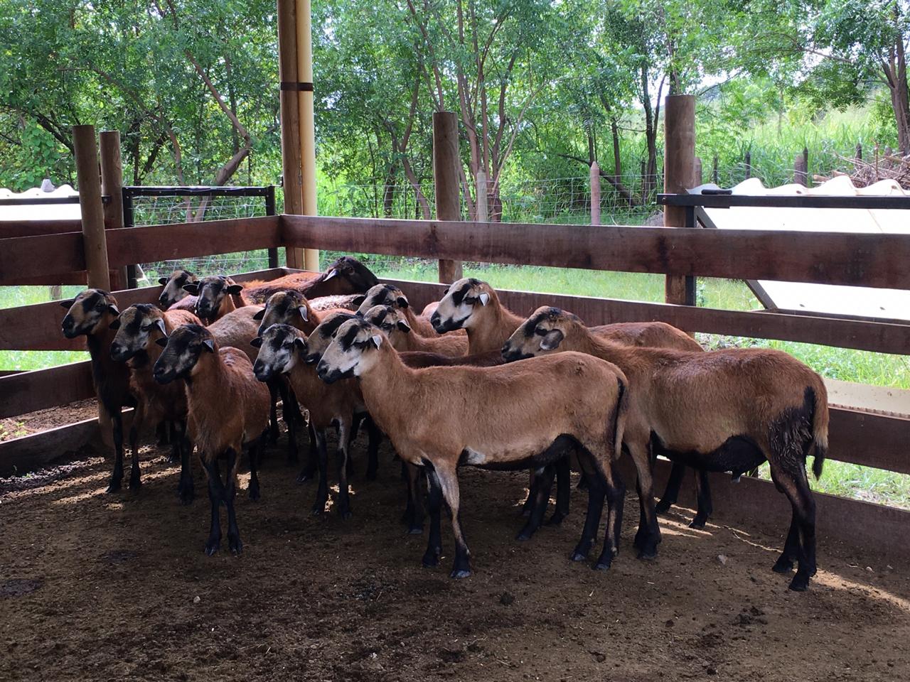 Unicartagena adelanta proyecto de mejoramiento genético de ovino-caprinos en La Guajira