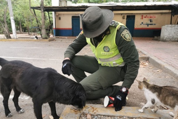 Ofrecen recompensa por responsables de matanza de más de 20 perros y gatos en Manaure, Cesar