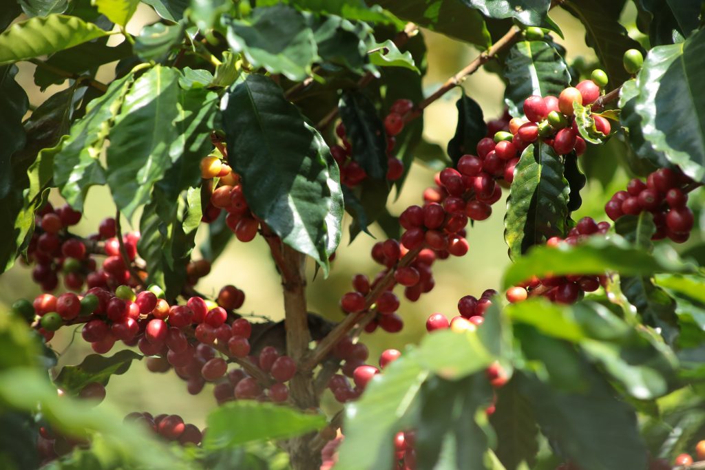 Una ruta propia del café