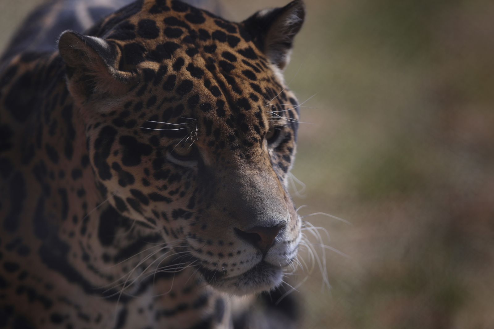 Corpoguajira atendió el &nbsp;llamado de la comunidad por presunta presencia de un felino en Villanueva