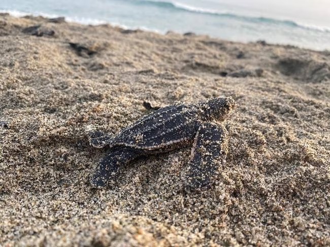 Nacen 42 tortugas Laúd en peligro de extinción en las playas de Mendihuaca