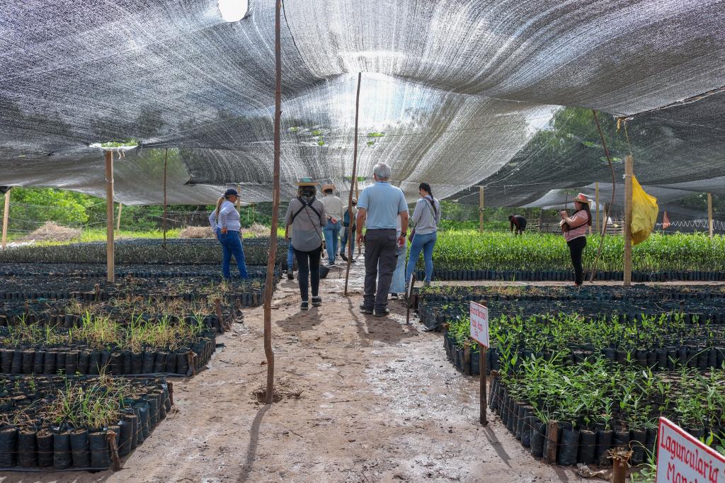 Comunidad wayuu de El Pasito trabaja en conservación de manglares