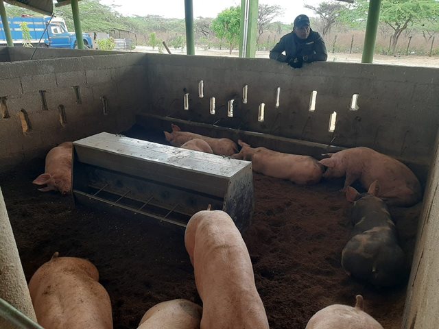 ICA verifica estado sanitario de porcinos en la zona de frontera de La Guajira con Venezuela