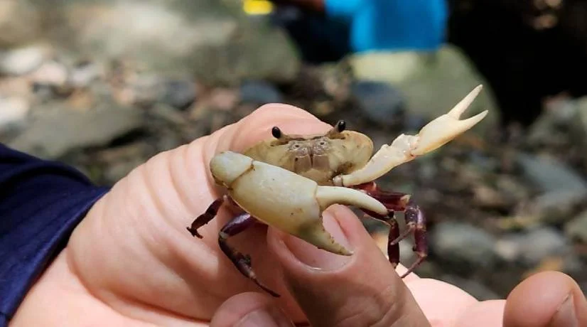 Descubren nueva especie de cangrejo al sur de La Guajira