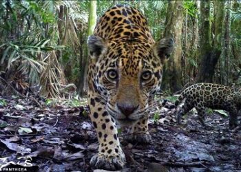 La Guajira se une a la celebración del Día del Jaguar, el felino más grande de América  