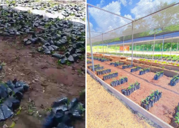 Destruyen unas 12 mil plántulas de especie nativa en vivero en La Jagua del Pilar