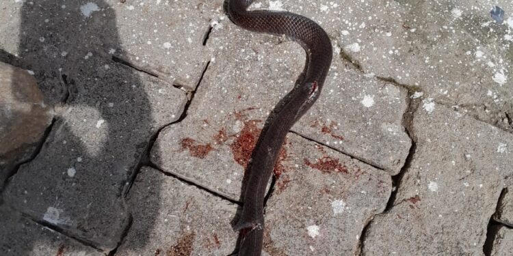 Culebras invaden el barrio Casas Dúplex en municipio de Albania