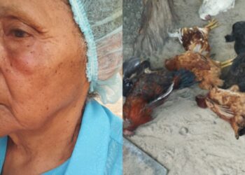 Mujer de la tercera edad resultó lesionada por ataque de abejas africanizadas en Fonseca