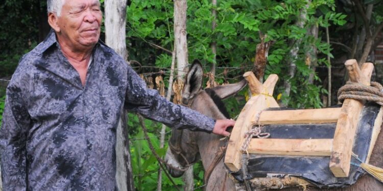 La influencia del burro en la música vallenata