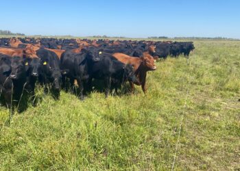 2024: Entre el propósito y el deseo