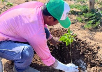 Corpoguajira a través de Jusonawua Foundation gestionó Rehabilitación Ecológica del arroyo El Pasito