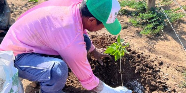 Corpoguajira a través de Jusonawua Foundation gestionó Rehabilitación Ecológica del arroyo El Pasito