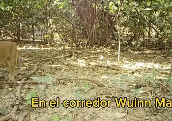 Cerrejón revela el primer registro de ‘Nala’, una puma juvenil que habita en el corredor biológico Wuinn Manna