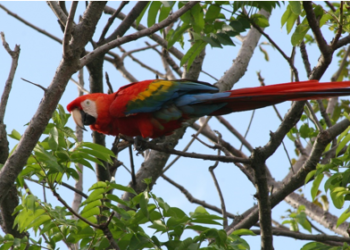 Estudio de la Universidad EAN destaca la presencia de más 160 especies de aves en el corredor biológico Wüin Manná