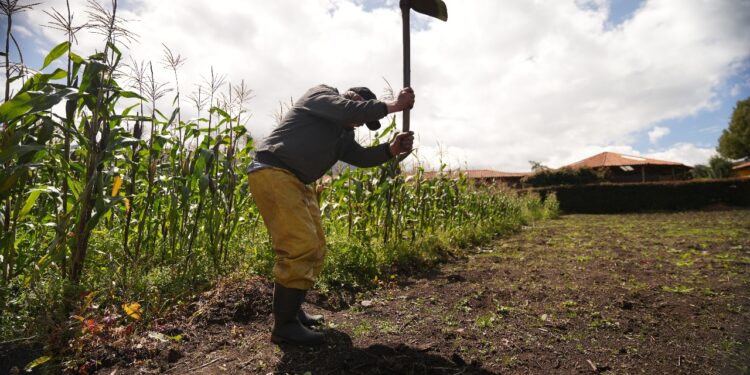 Más de 20 mil hectáreas de tierra han recibido familias campesinas de 9 departamentos