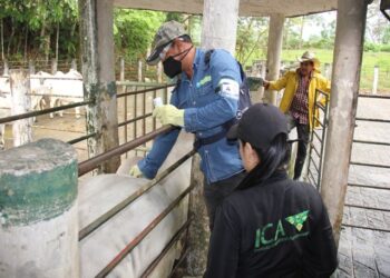 Inicia ciclo adicional de fiebre aftosa en las zonas de frontera con Venezuela