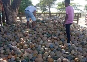La crisis agrícola se agudiza en Maicao: Pérdidas millonarias en la cosecha de ahuyamas