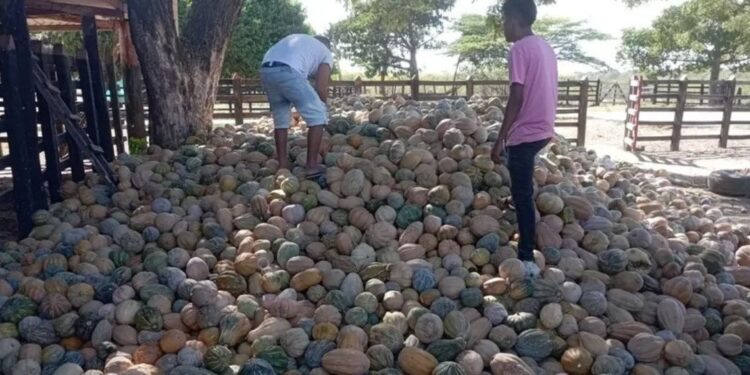 La crisis agrícola se agudiza en Maicao: Pérdidas millonarias en la cosecha de ahuyamas