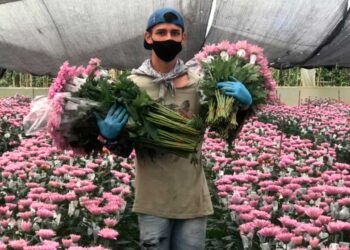 Aerolíneas transportaron más de 30.000 toneladas de flores colombianas hacia Estados Unidos para San Valentín