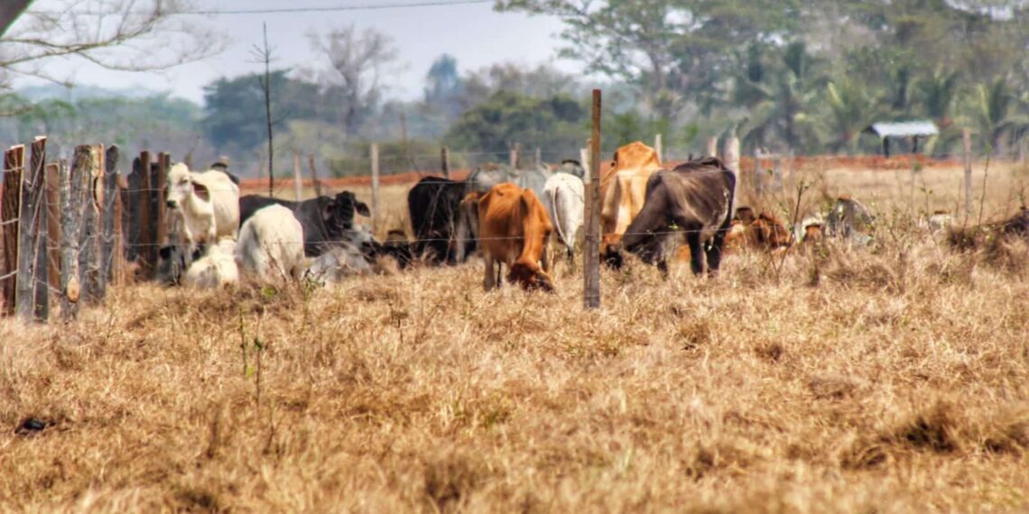 Mitigar los efectos de la sequía en la producción agrícola y ganadera