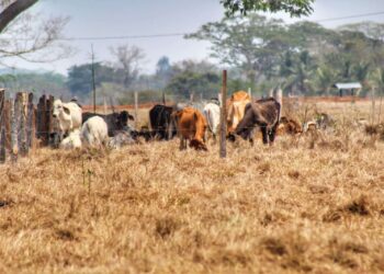 Mitigar los efectos de la sequía en la producción agrícola y ganadera