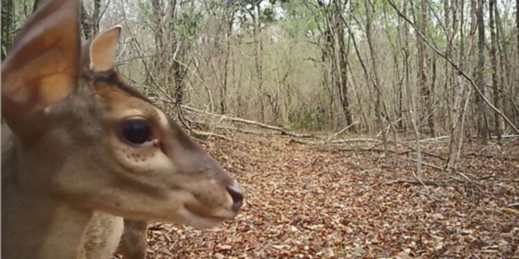 Sistema de cámaras de Cerrejón ha registrado más de 1.600 individuos de fauna silvestre en La Guajira