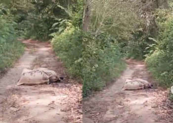 Hallan sacos con al parecer dos cuerpos de personas en zona rural del municipio de Dibulla