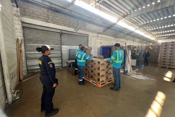 Incautan cargamento de coca oculto en  bananos de exportación que tenían como destino Europa