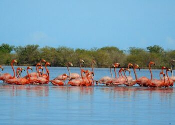 Corpoguajira lideró encuentro para solucionar daño ambiental por vertimiento de aguas residuales en laguna de Camarones