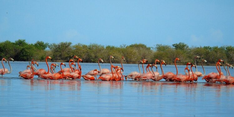 Corpoguajira lideró encuentro para solucionar daño ambiental por vertimiento de aguas residuales en laguna de Camarones