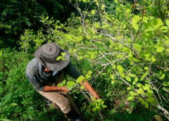 La culpa es… ¿del narcotráfico?