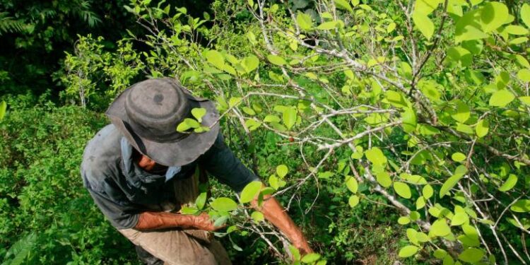 La culpa es… ¿del narcotráfico?