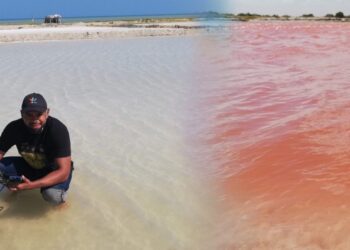 Virgibacillus, el género microbiano hallado en las salinas de Manaure, La Guajira