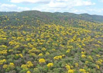 Más de 3.890 hectáreas de bosque seco tropical han sido restauradas en La Guajira desde 2020