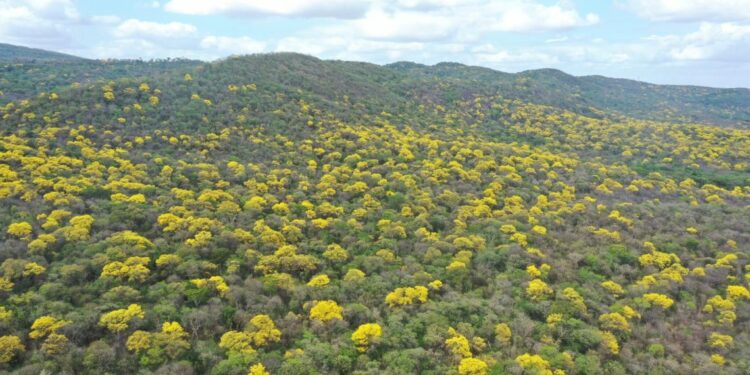 Más de 3.890 hectáreas de bosque seco tropical han sido restauradas en La Guajira desde 2020
