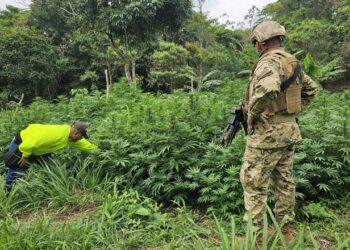 Soldados del Ejército ubican en  zona rural de Barrancas un cultivo de marihuana  