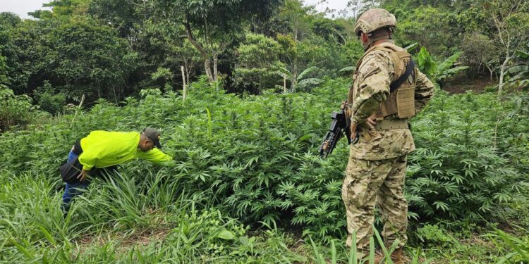 Soldados del Ejército ubican en  zona rural de Barrancas un cultivo de marihuana  
