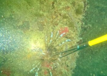 Dimar y Armada Nacional adelantaron jornada de caza del pez león en el municipio de Uribia