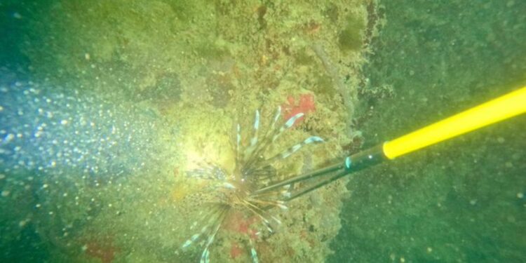 Dimar y Armada Nacional adelantaron jornada de caza del pez león en el municipio de Uribia