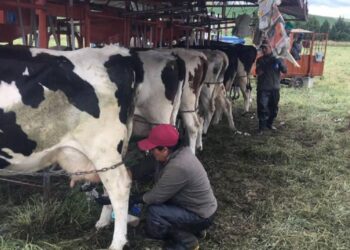 Recuperar el sector lechero colombiano