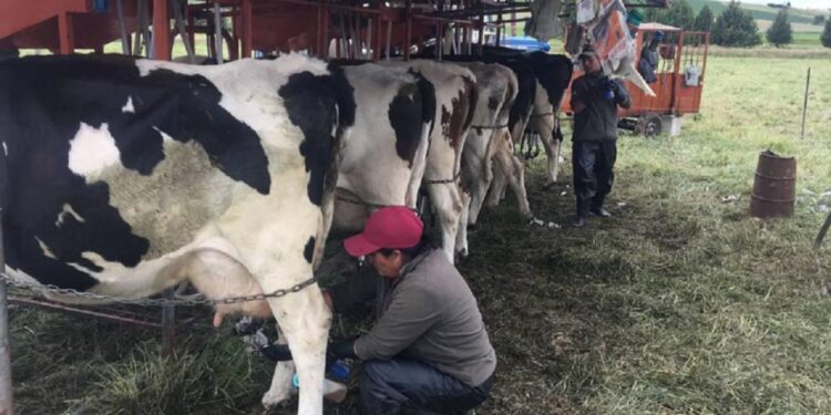 Recuperar el sector lechero colombiano