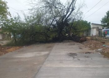 Alcalde de Manaure solicitó intervención de Corpoguajira por desplome de histórico árbol