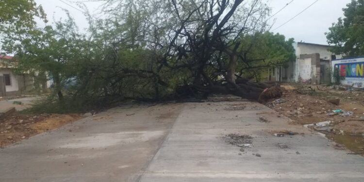 Alcalde de Manaure solicitó intervención de Corpoguajira por desplome de histórico árbol
