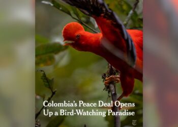 La paz abre las puertas al avistamiento de aves y el ecoturismo en Colombia: The New York Times