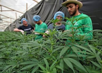 En Colombia no han sacado el zumo al cannabis medicinal