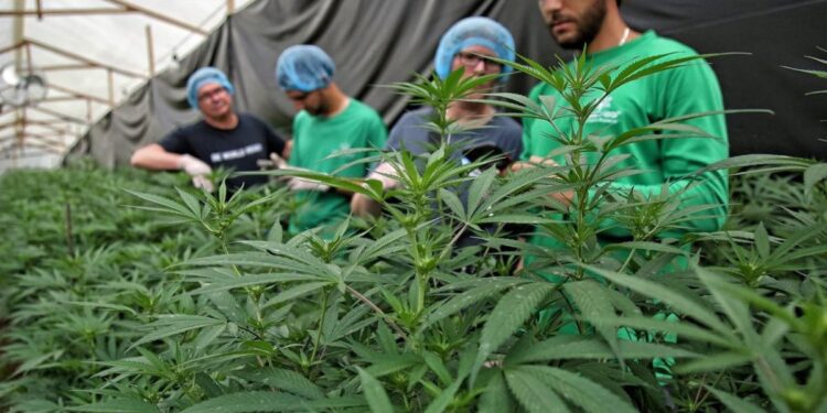 En Colombia no han sacado el zumo al cannabis medicinal